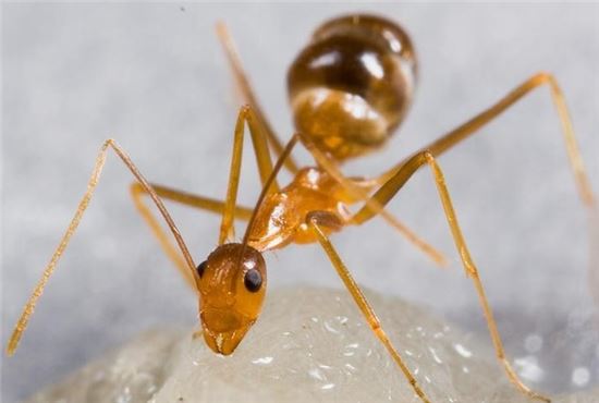 노랑미친개미 모습(사진=위키피디아)