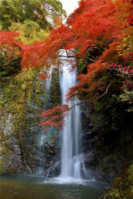 미노오 공원의 단풍 절경(사진=오사카부 미노오시 관광협회)