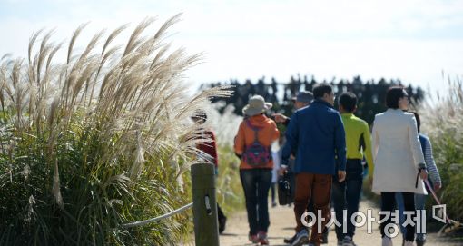[포토]살랑살랑 춤을 추는 억새