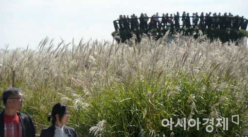 [포토]은빛 억새 물결