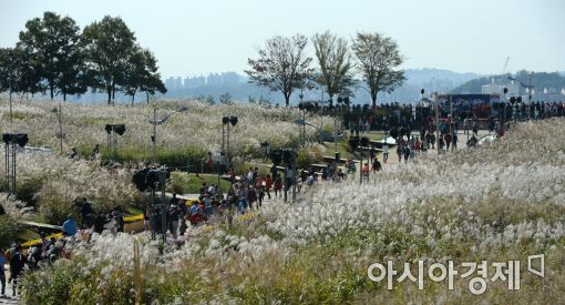[포토]억새 보며 가을 만끽