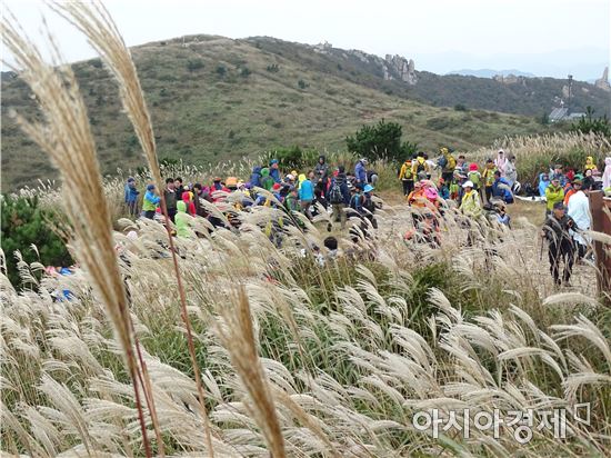 장흥 천관산 억새제 구름 인파몰려~은빛억새 가을만끽