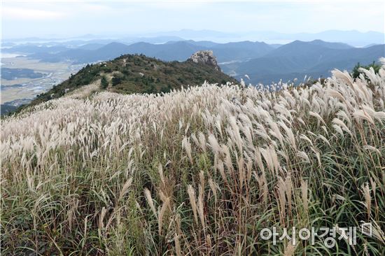 “은빛 억새 장관” 천관산 억새제 성황리 마쳐...