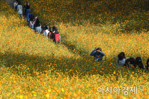 [포토]노랑코스모스와 함께 가을 만끽하는 시민들