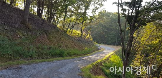 보성군, 천봉산 일원에 임도 12.8km 추가 개설