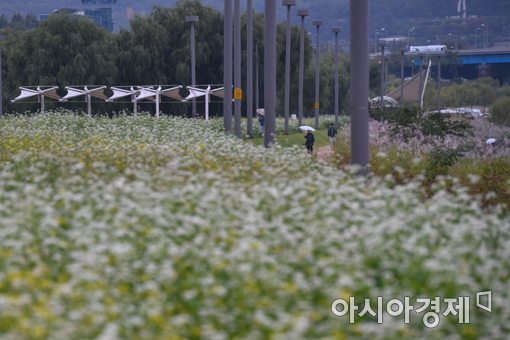 [포토]메밀꽃밭 거니는 시민들