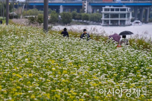 [포토]메밀꽃밭 거닐며 가을의 정취 만끽하는 시민들