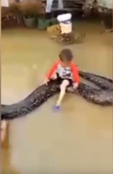 [황당뉴스]길이 6m '애완 비단뱀'과 노는 꼬마