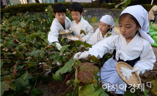 [포토]목화 수확하는 어린이들