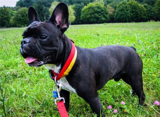 한일관 대표 최시원 프렌치 불독에 물려사망-개에게 물리는 사고 방법은 없나? 