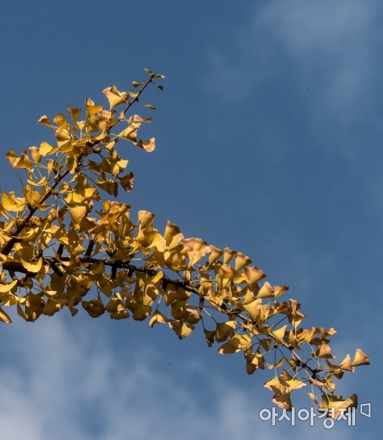 가을하늘과 노란 은행잎