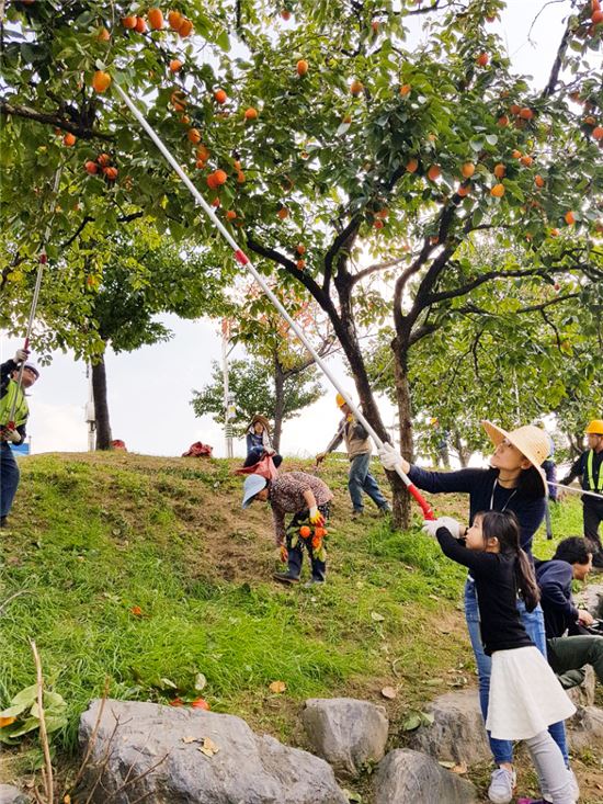 [포토]안양천 감따기 