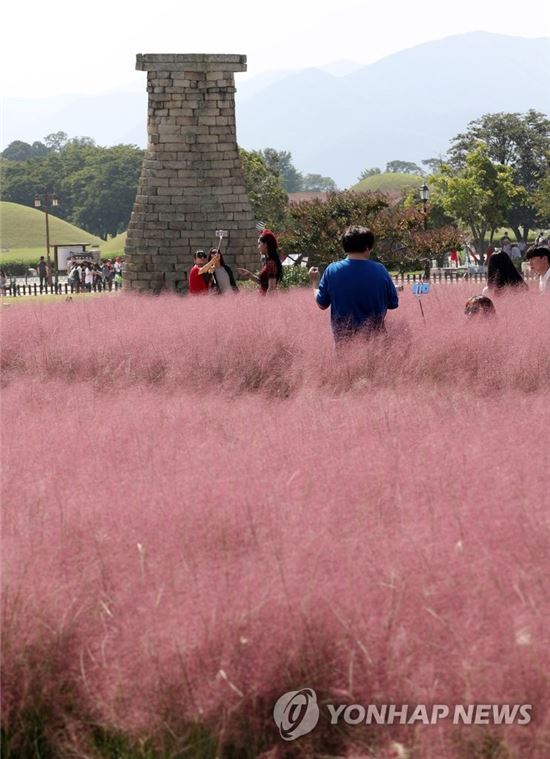 26일 오후 경북 경주 동부사적지를 찾은 관광객이 억새의 일종인 핑크뮬리를 배경으로 기념사진을 찍고 있다. [이미지출처=연합뉴스]