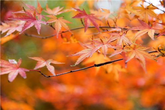 단풍(사진=게티이미지뱅크)