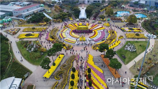 천억송이  함평 국향대전 절정