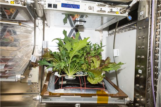 ▲겨자와 녹색 상추 등 채소가 ISS의 재배시스템에서 자라고 있다.[사진제공=NASA] 