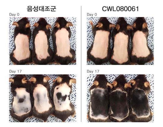 JW중외제약은 자체 진행한 동물시험을 통해 'CWL080061'이 기존 탈모치료제 대비 동등 이상의 발모 효과를 확인했으며, 작용기전을 통한 새로운 모낭이 형성되는 결과를 도출했다고 밝혔다.
