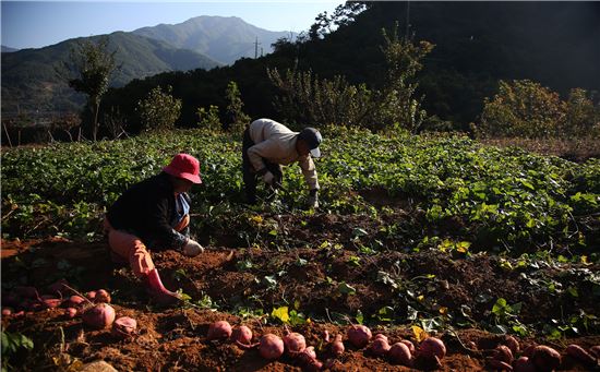 고구마 수확하는 산골 노부부