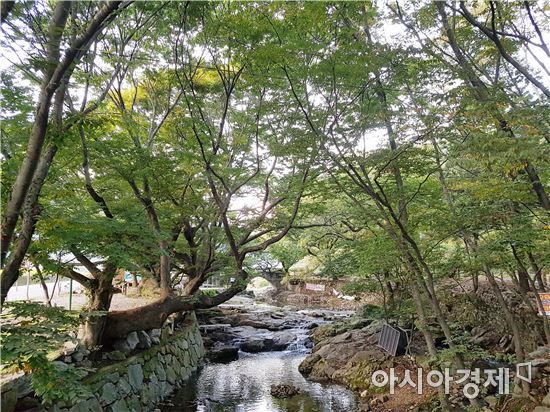 순천 용오름마을 당산숲
