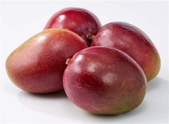 롯데마트, 브라질산 애플망고 판매 돌입…1개 5900원 