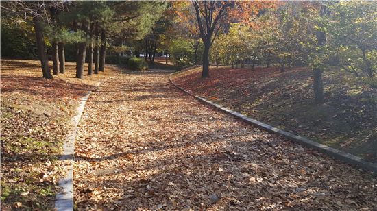 성남 분당 중앙공원 '낙엽거리'