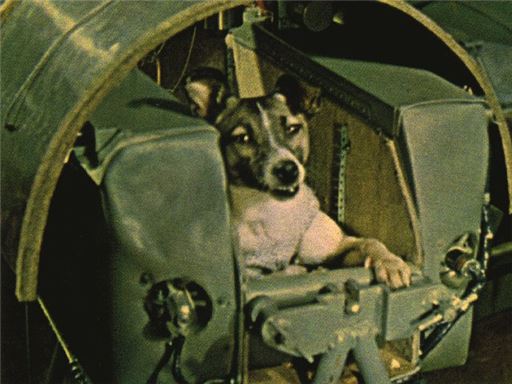사상 최초로 우주공간을 비행했던 포유류, 라이카의 모습. 작은 우주석에 고정된 라이카는 비참한 죽음을 맞아야했다.(사진=위키피디아)
