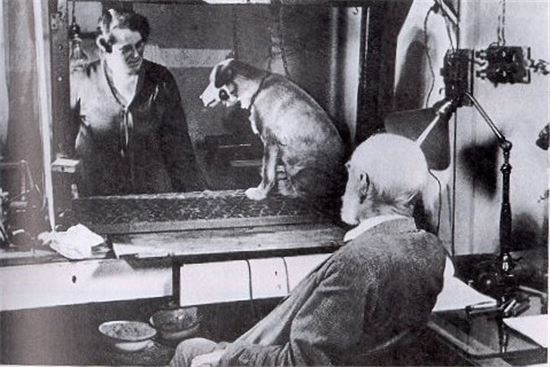 [인류사를 바꾼 犬]②'파블로프의 개'는 한마리가 아니었다…700마리가 희생된 실험