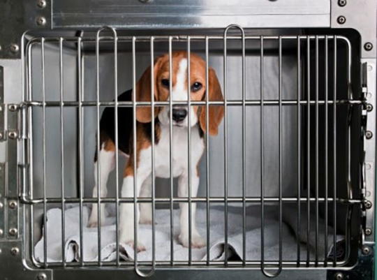 동물실험용으로 희생되는 비글(사진=휴메인 소사이어티 인터내셔널(HSI) 홈페이지)