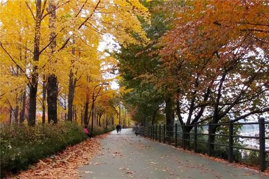 송정제방길 단풍축제 