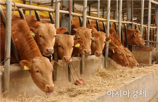 전북 고창한우 ‘국빈 만찬의 핵심카드’ 