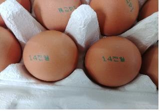계란농장 8곳서 '피프로닐' 대사산물 검출