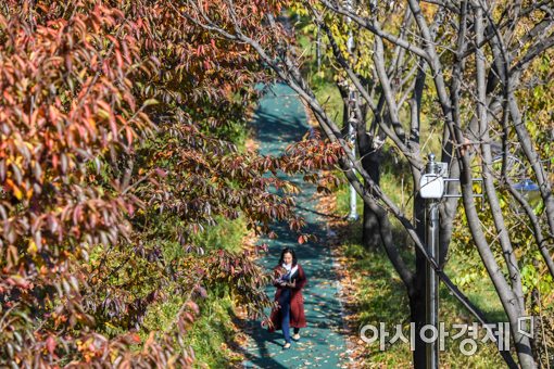 14일 서울 강남구 양재천에서 시민들이 떨어진 낙엽을 밟으며 가을의 정취를 만끽하고 있다./강진형 기자aymsdream@