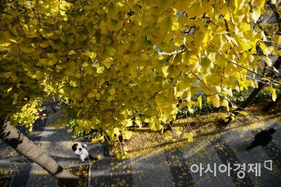 [포토]노란 가을
