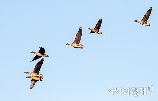 미국연방항공청(FAA)과 농무부(USDA)가 1990년부터 2023년까지 통계를 낸 '미국 민간 항공기와 야생동물 충돌 보고서'에 따르면,  지난 30여년 간 항공기와 야생동물 충돌은 총 29만6613건이 보고됐으며, 이중 조류 충돌 사고는 95%다. 아시아경제