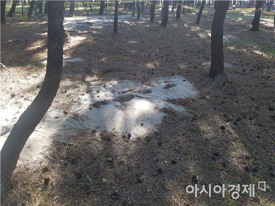 21일 포항 남구 송림공원 일대에 액상화 의심 현상이 나타나 있다. 사진=김민영 기자