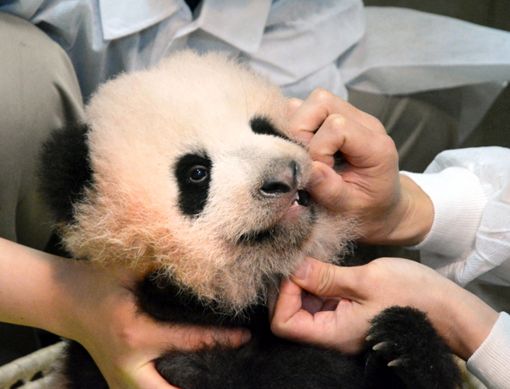 [이미지출처=AP연합뉴스]일본 도쿄 우에노동물원에서 지난 6월 태어난 팬더 샨샨