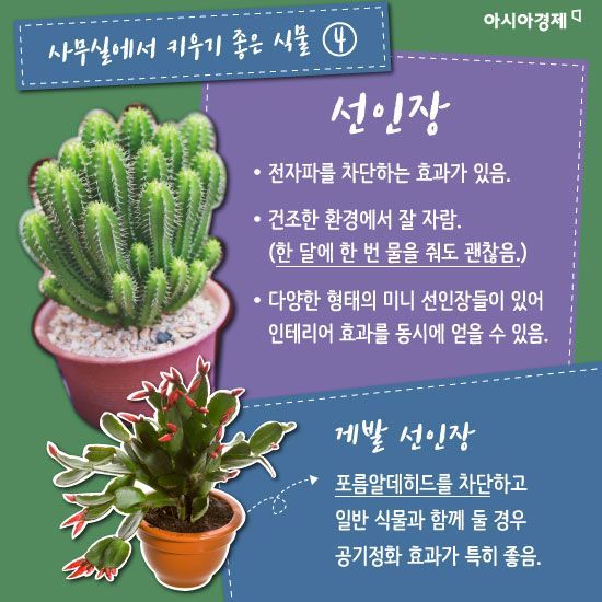 [카드뉴스]사무실이 건조하다면? '오피스 가드닝'으로 쾌적하게