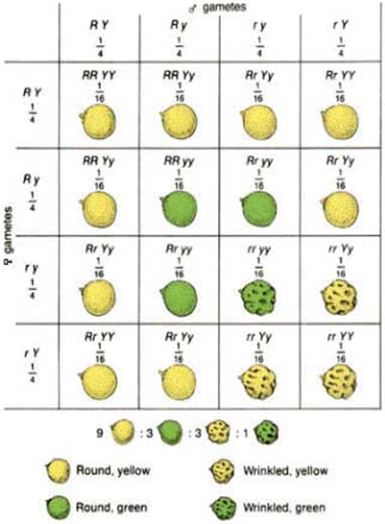 [진화론 158돌]②다윈은 왜 유전학의 아버지 '멘델'이 보낸 편지를 읽지 않았을까?  