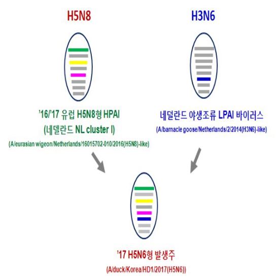 고창 고병원성 H5N6형 AI, 새로운 유형의 바이러스…겨울철새 통해 국내 유입 