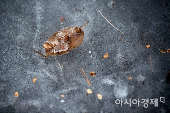 [포토]낙엽 품은 얼음