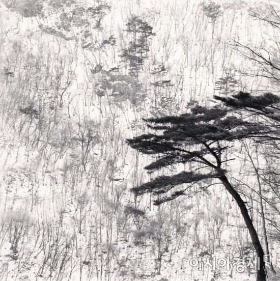 [김세영의 갤러리산책] 눈꽃, 여백, 흑백사진의 미학…세상을 보는 따뜻한 시선들