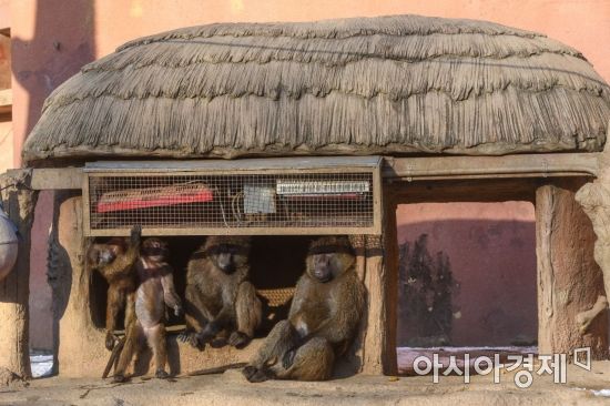 기사 내용과 무관한 원숭이 사진. 아시아경제DB