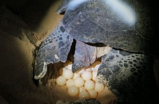 [성비불균형의 이면]①지구온난화 심해질수록 '수컷'이 줄어든다?