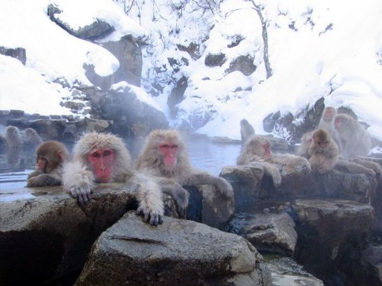[불금 반차 日 여행]원숭이와 함께 온천욕 즐기는 나가노 '지고쿠다니' 온천