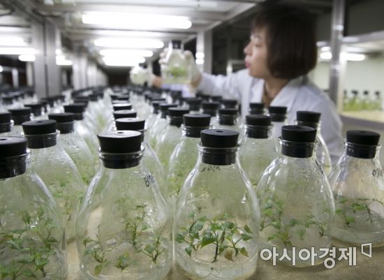 해남군, 조직배양묘 20만 그루 분양 시작