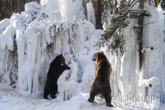 [포토] 빙벽에서 먹이 찾는 불곰들