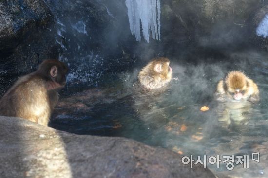 [포토] 온천물에 추위 피하는 원숭이들