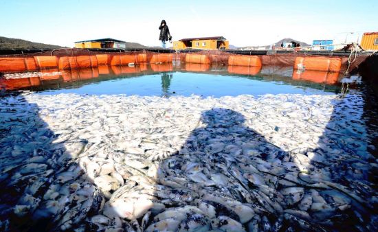해수부, 저수온 피해 양식 어가에 긴급경영안정자금 20억원 배정 