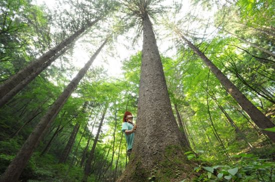 산불로부터 울창한 숲을 보호하고 유지하기 위해선 불길에 강한 수종으로의 갱신과 솎아베기 등으로 산불의 환경적 연결고리를 단절시키는 게 중요하다는 전문가 제언이 나온다. 산림청 제공