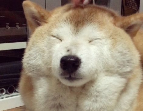 [개이득18] "노령견 건강관리, 다이어트·물·평지산책 필수"